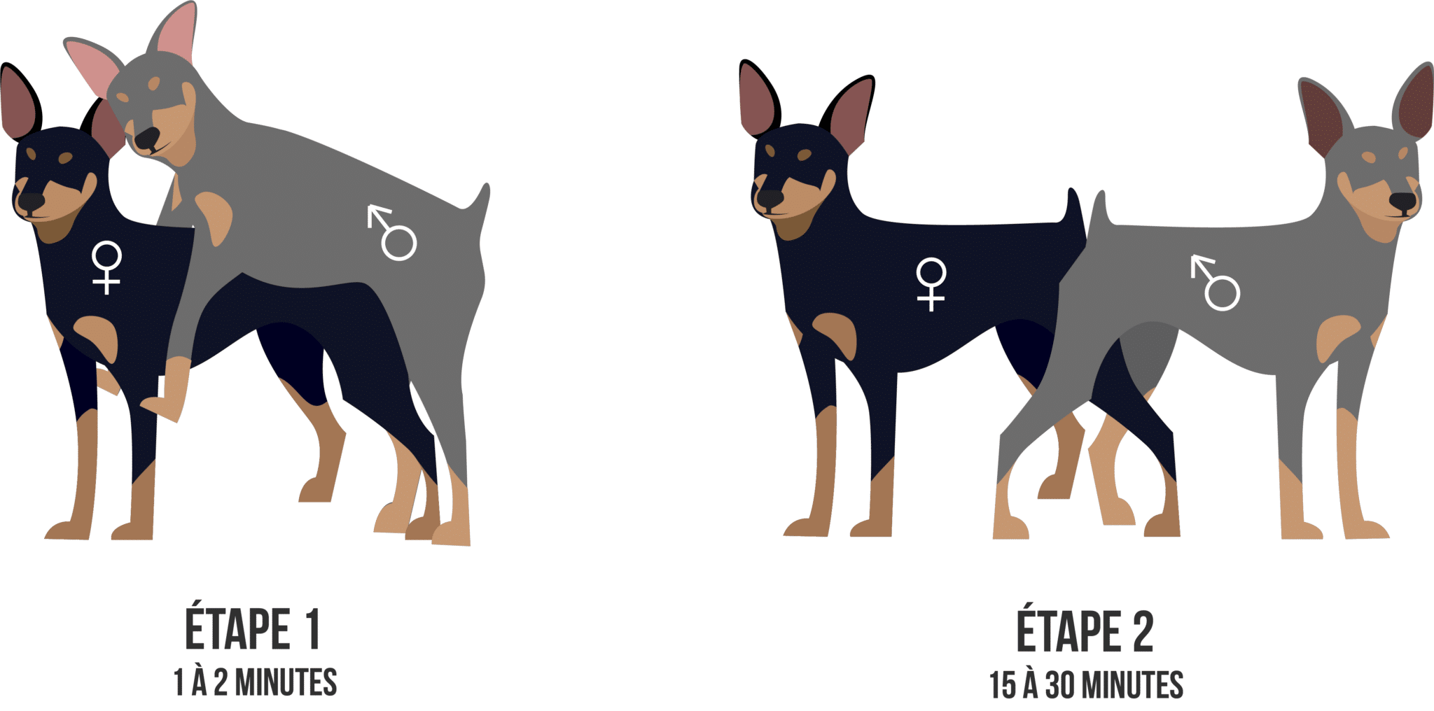 Comment se déroule une saillie chez les chiens ? Pongow