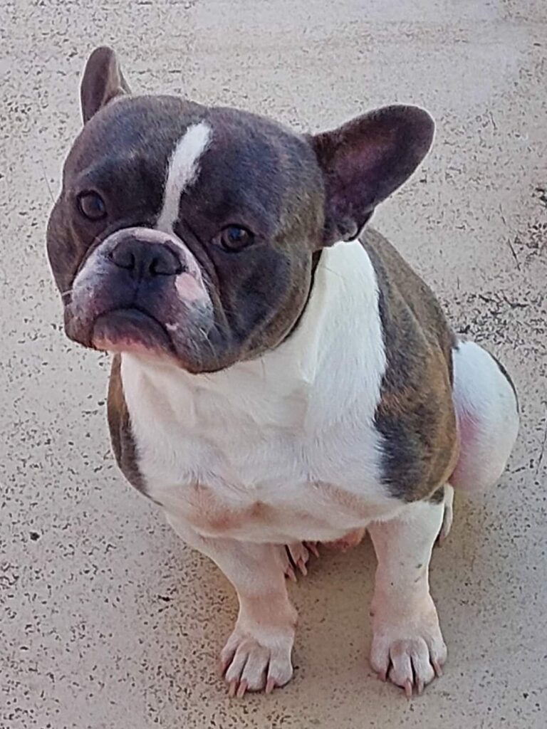 Bouledogue Francais Pongow