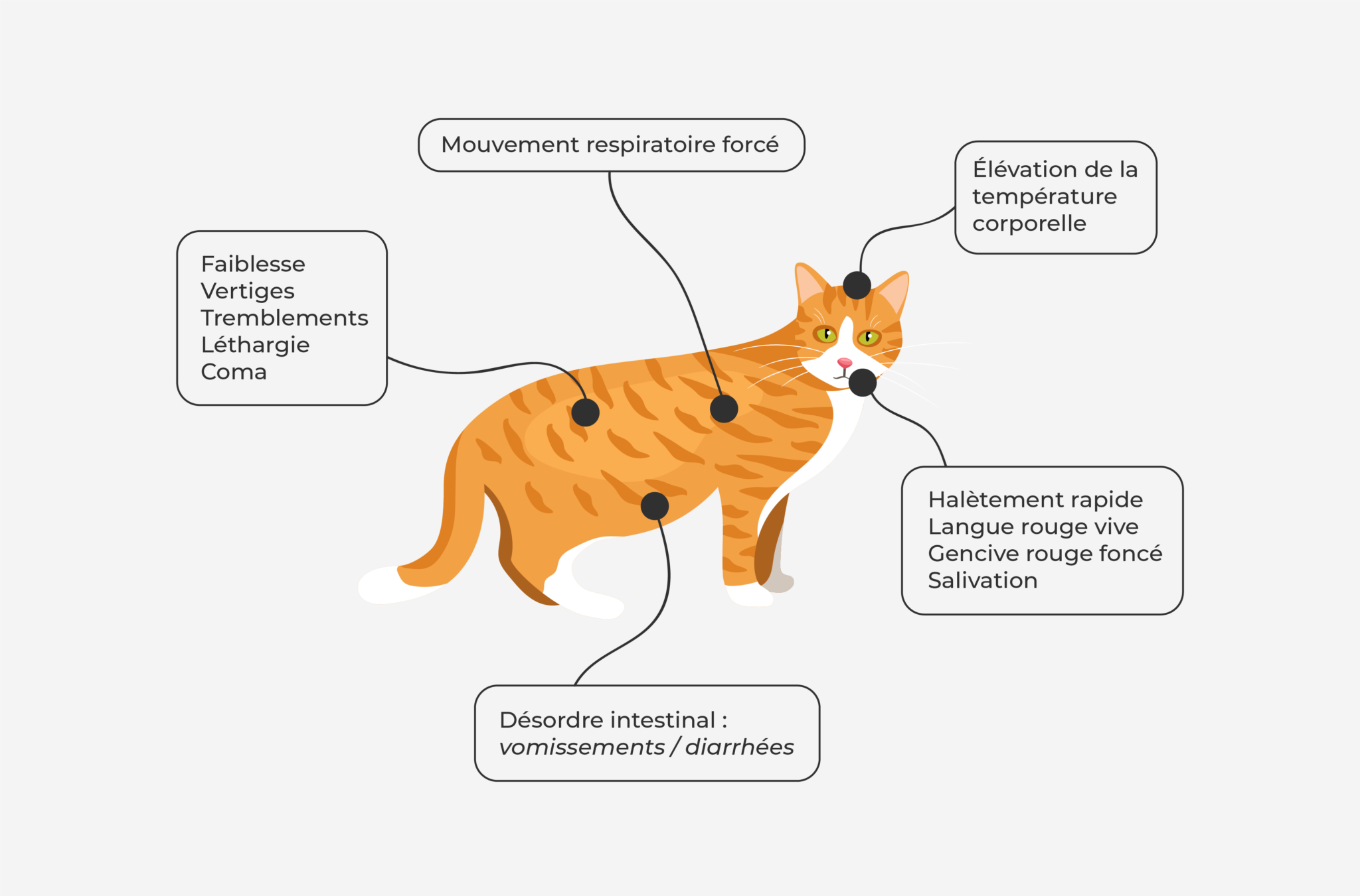 7 conseils pour protéger son chat face aux fortes chaleurs Pongow Chat