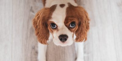 cavalier king charles saillie lof chien pongow 1