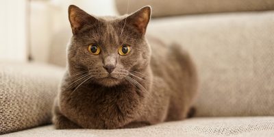 chartreux chat saillie loof race pongow 1