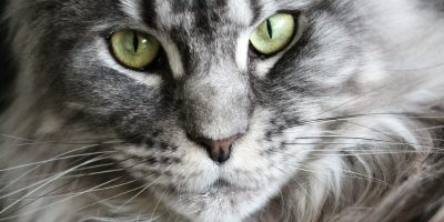 maine coon chat loof race pongow 3