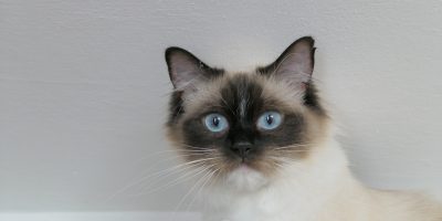 ragdoll chat loof race pongow saillie 2