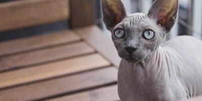 Sphynx loof chat race pongow